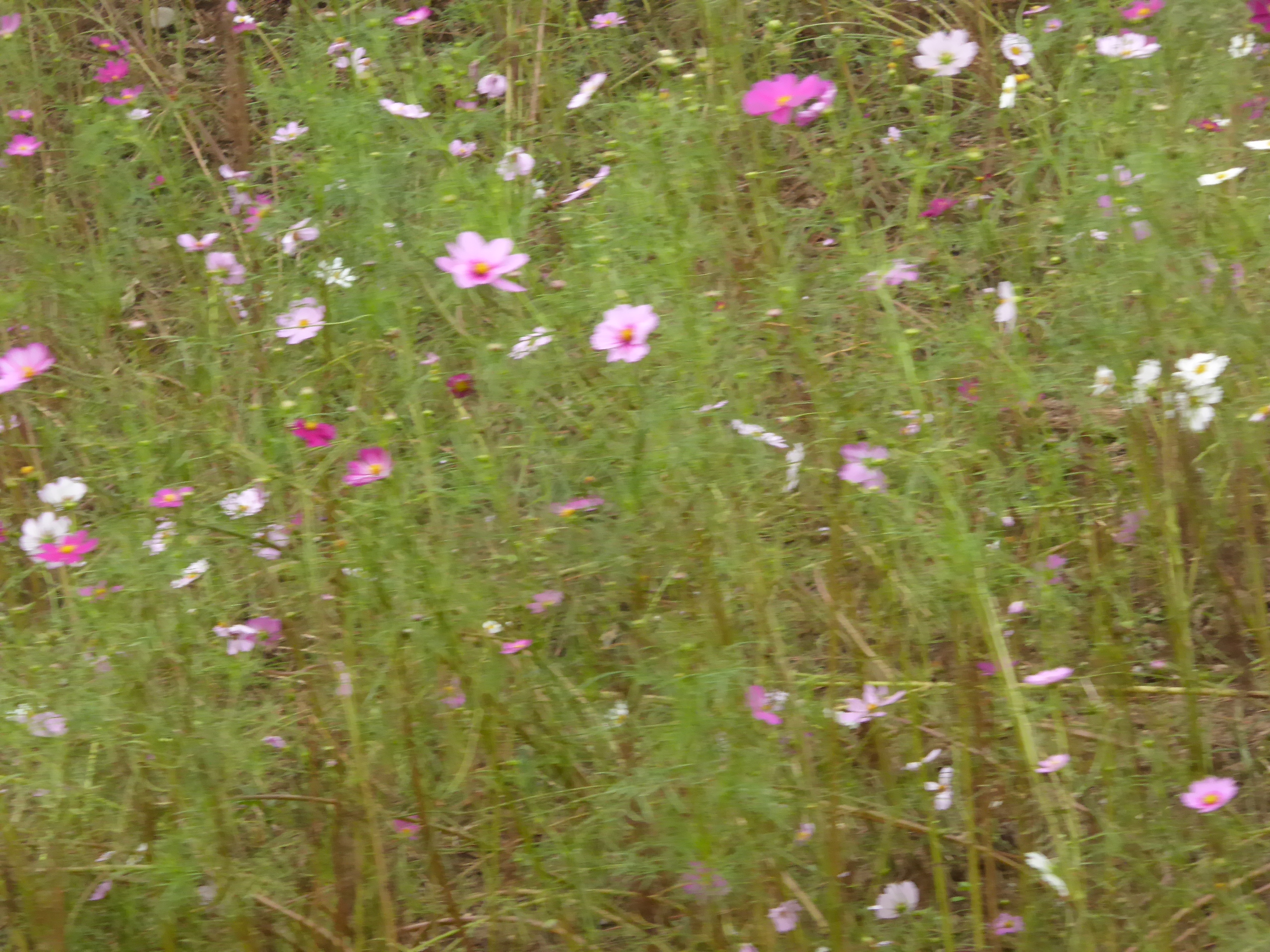 P1060866.JPG