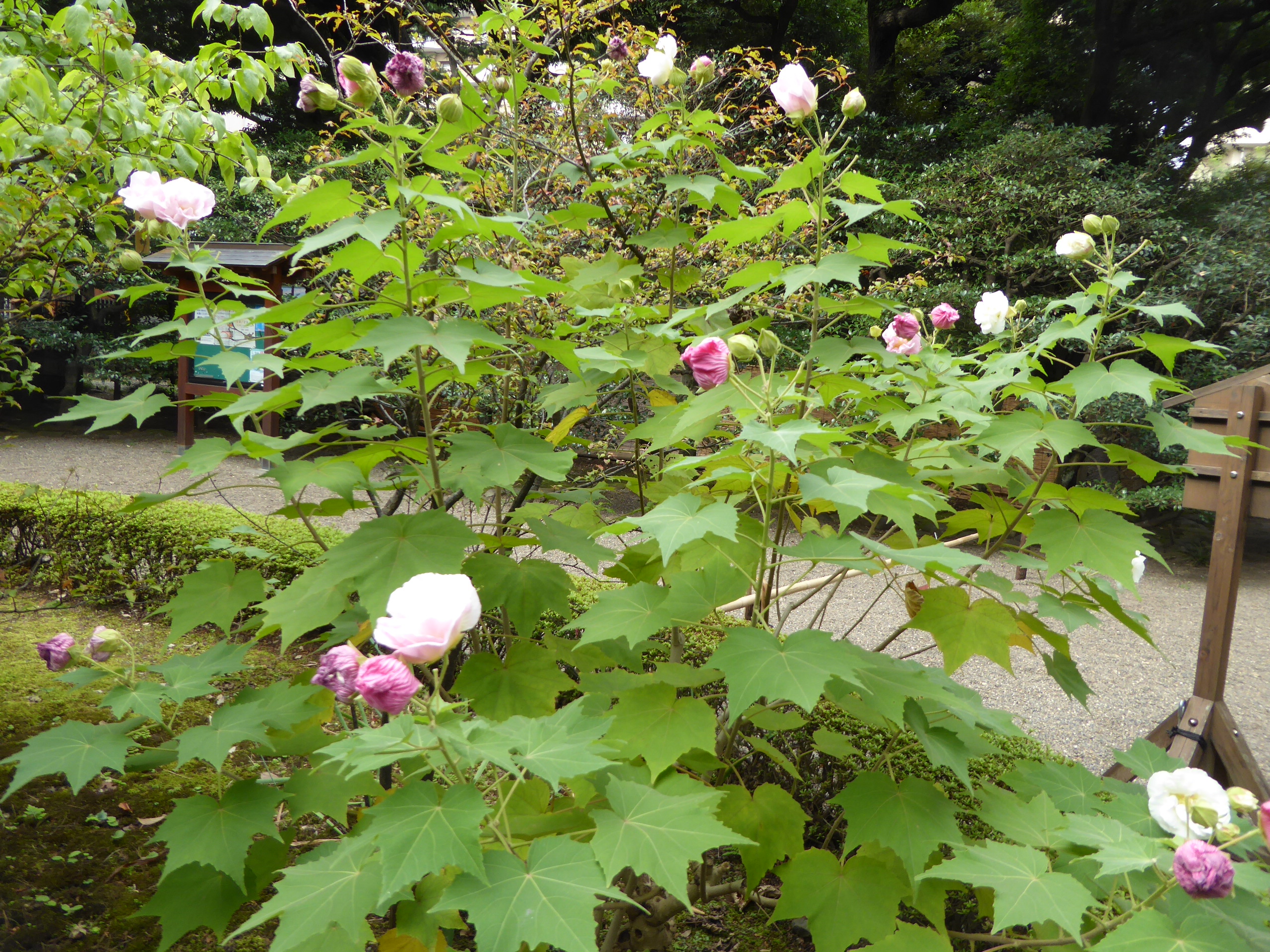 P1060888.JPG
