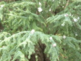 img0003.jpg