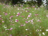 img0019.jpg