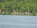 img0105.jpg