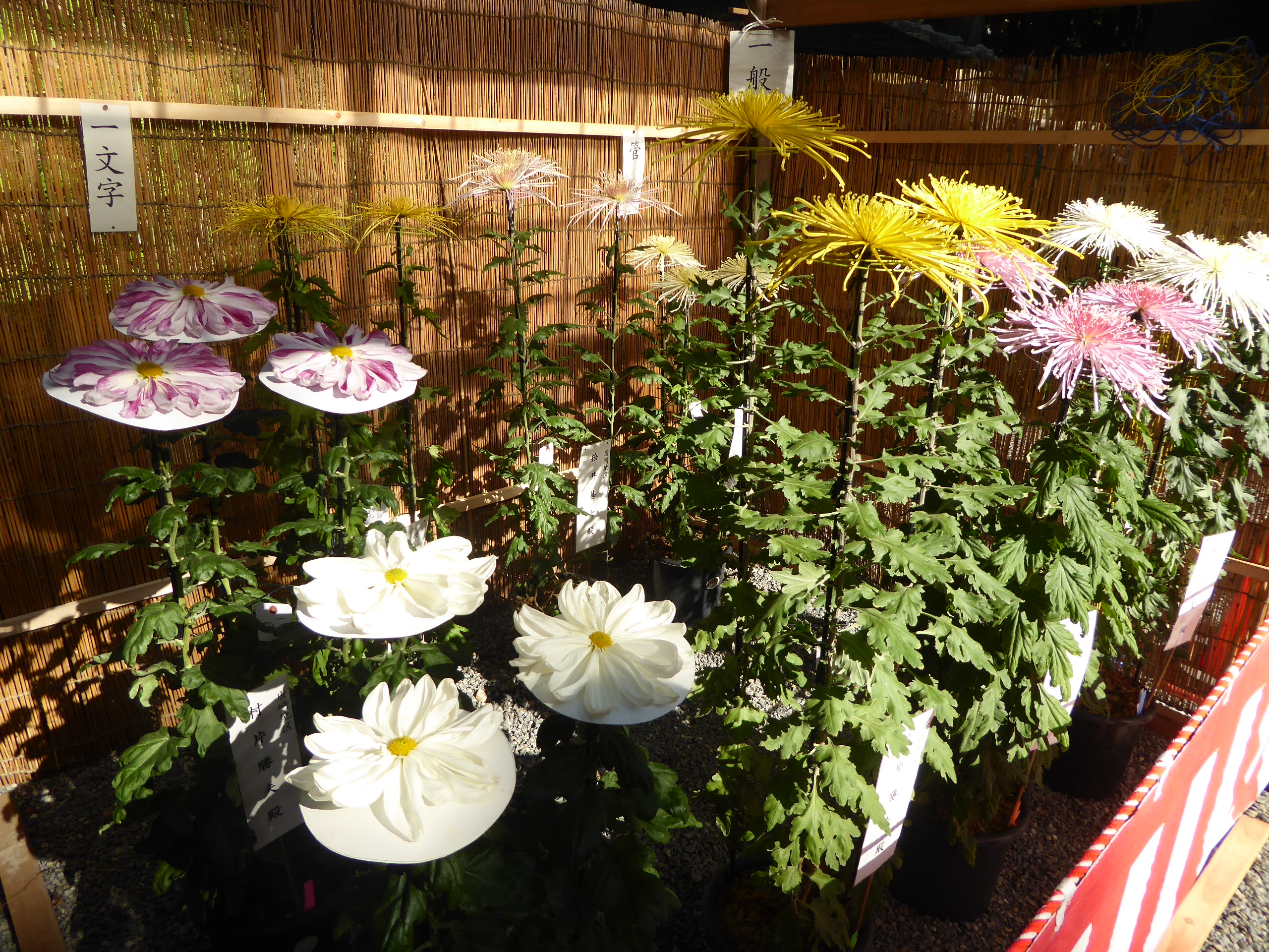 P1070625.JPG