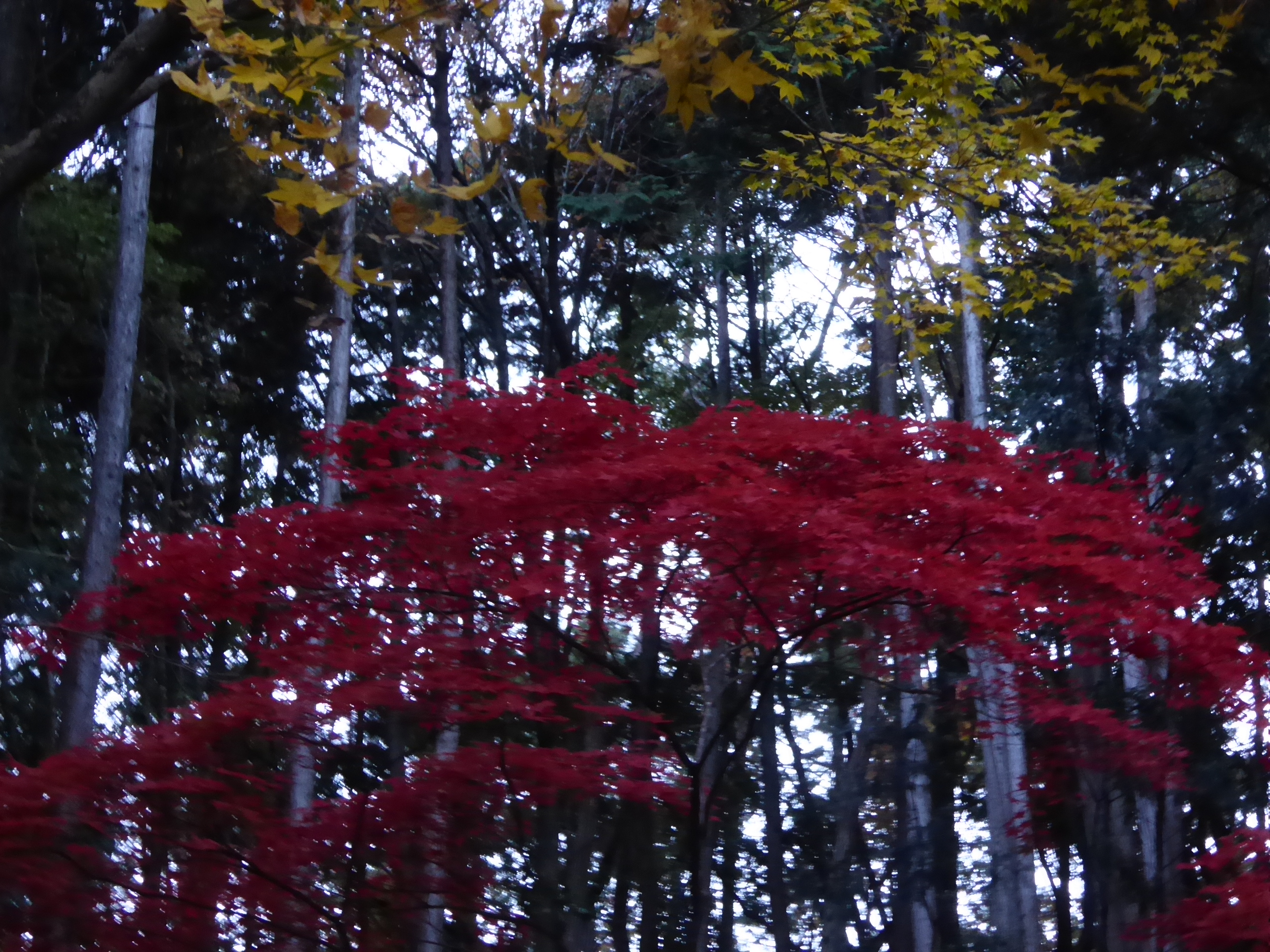 P1070730.JPG