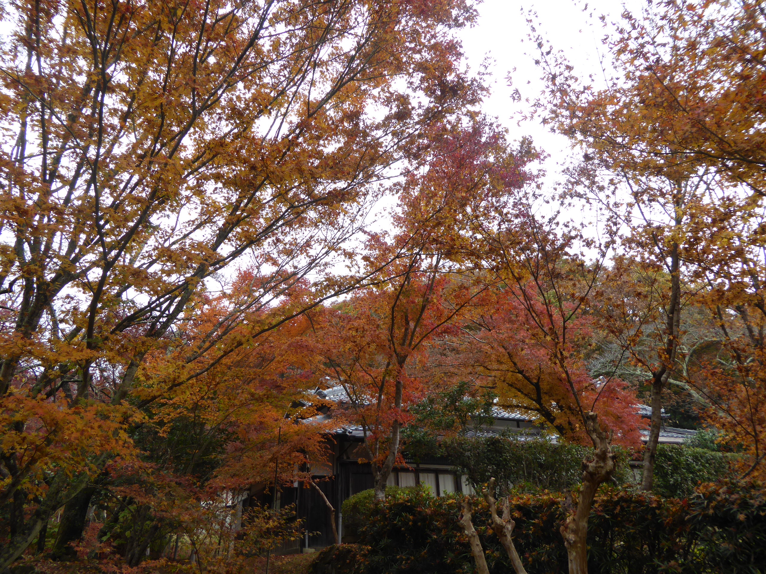 P1070742.JPG