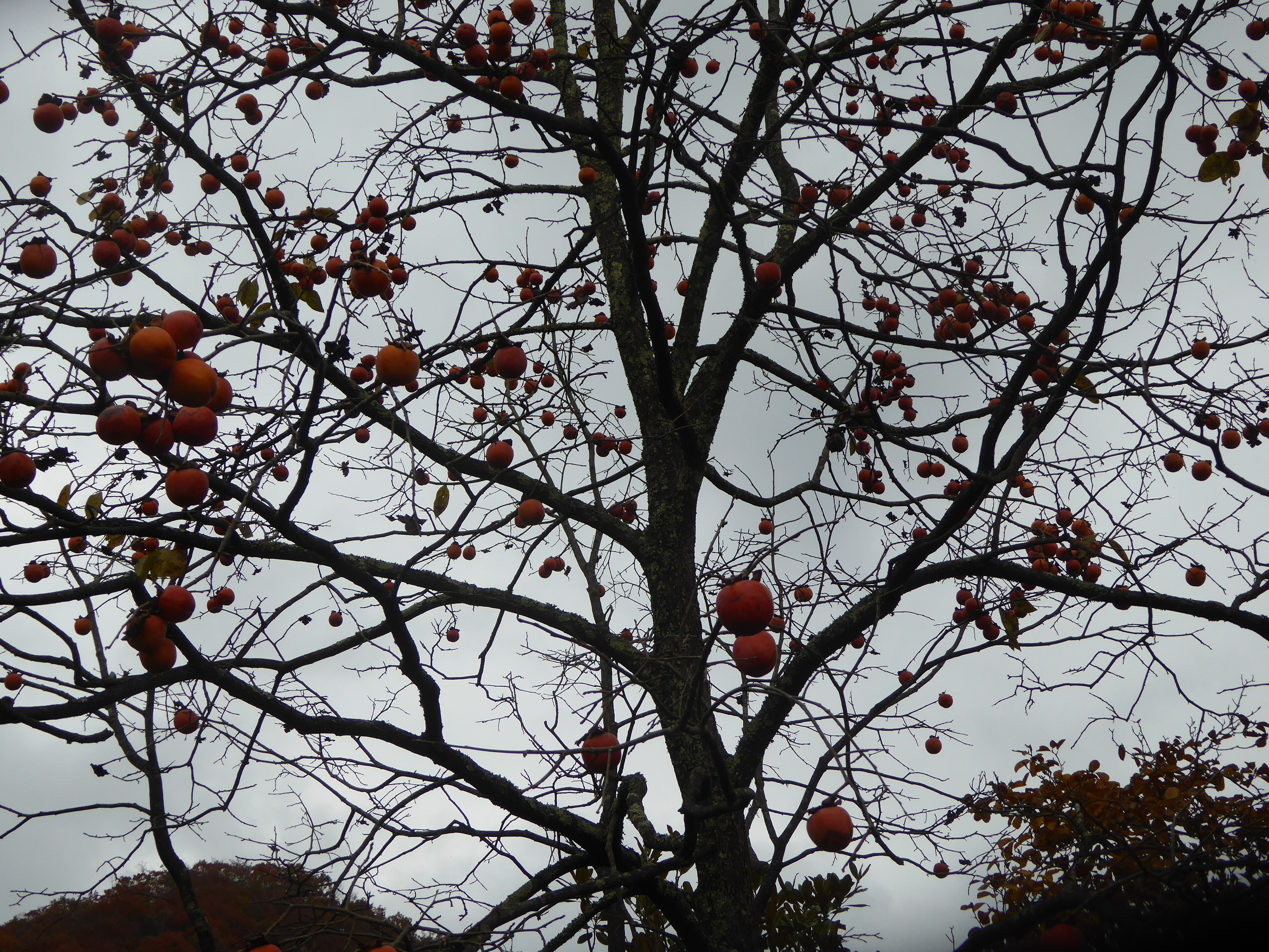 P1070756.JPG