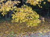 img0011.jpg