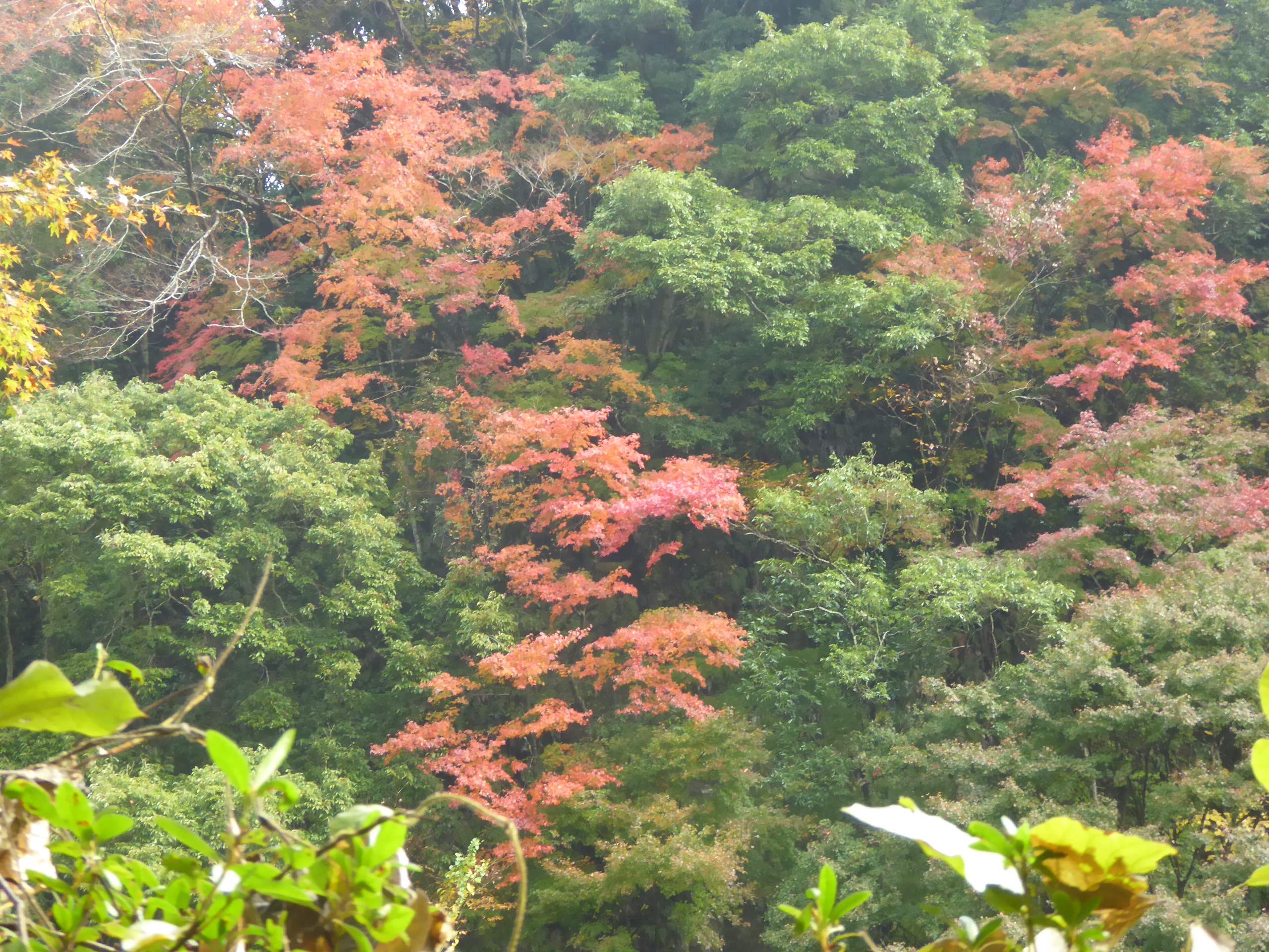 P1070854.JPG