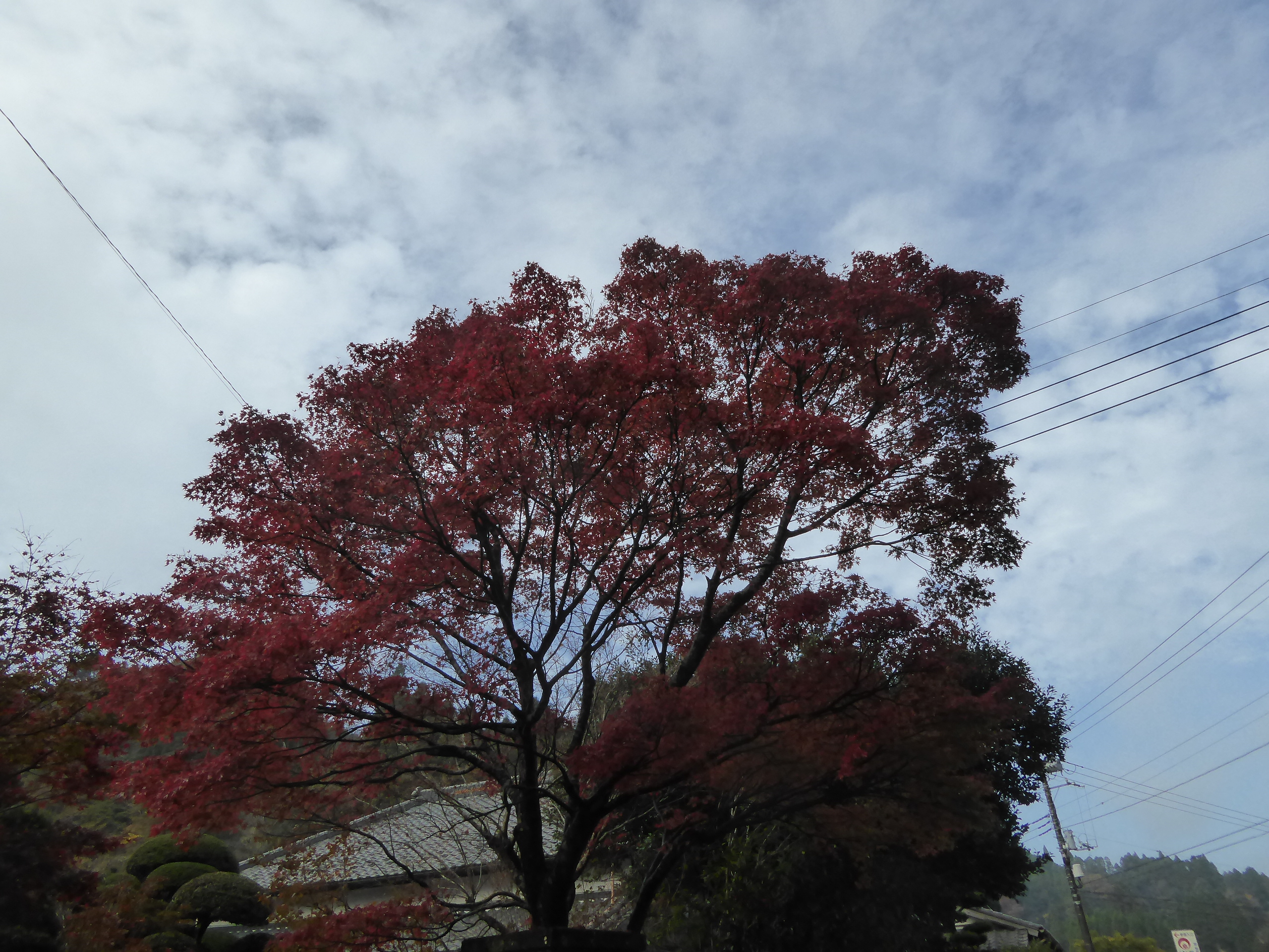 P1070866.JPG