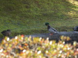 img0078.jpg