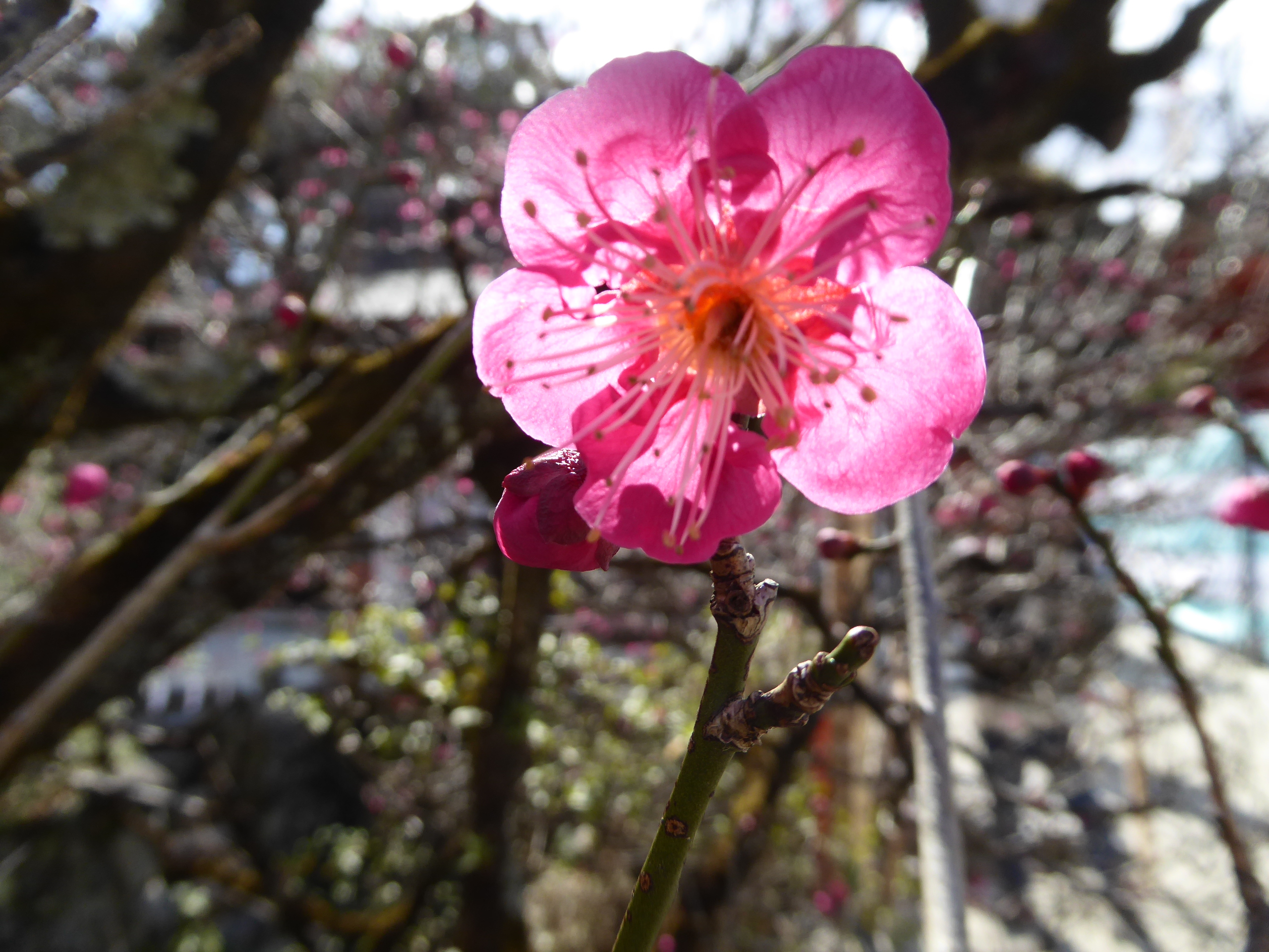 P1080541.JPG
