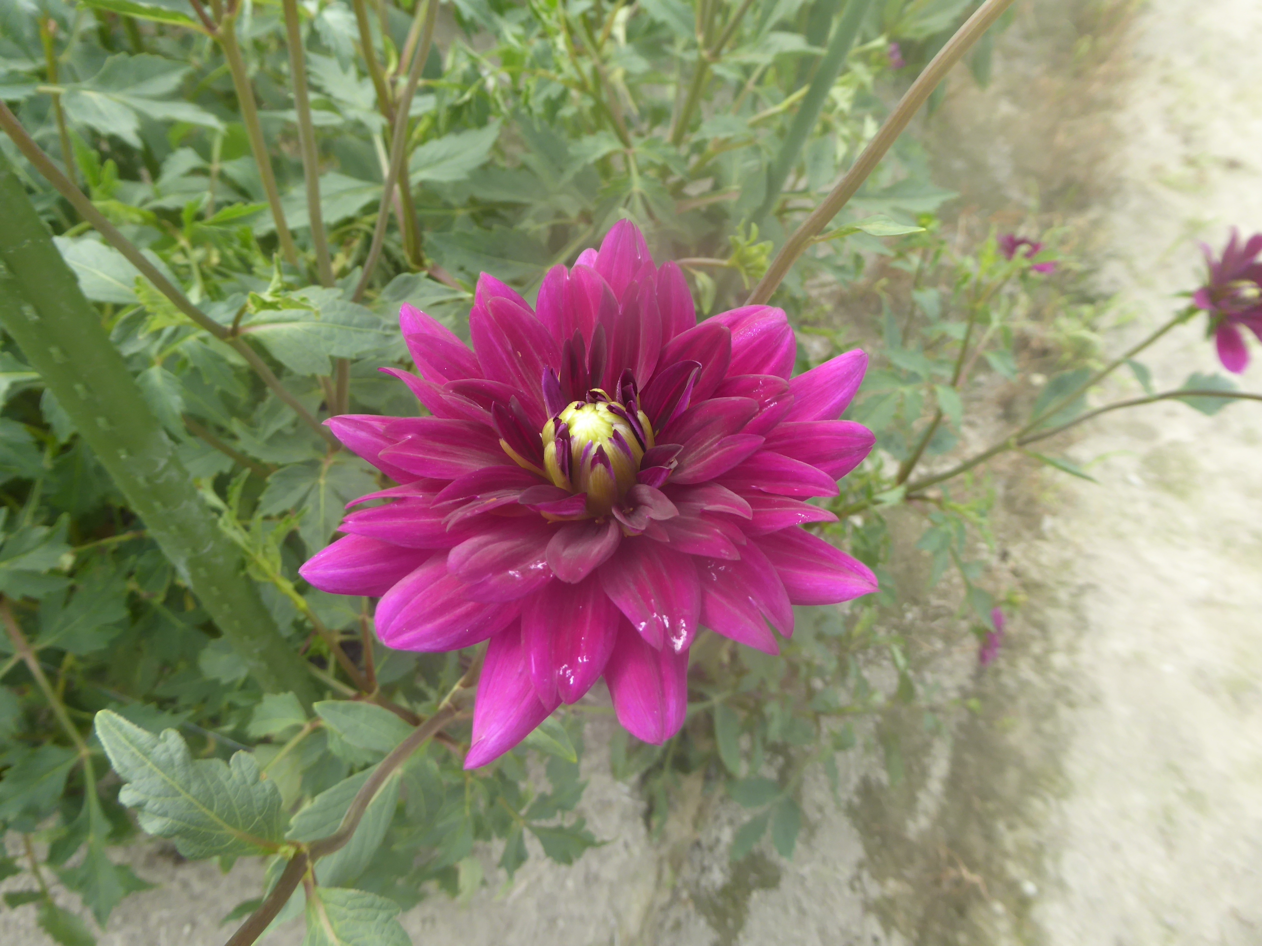 P1090350.JPG