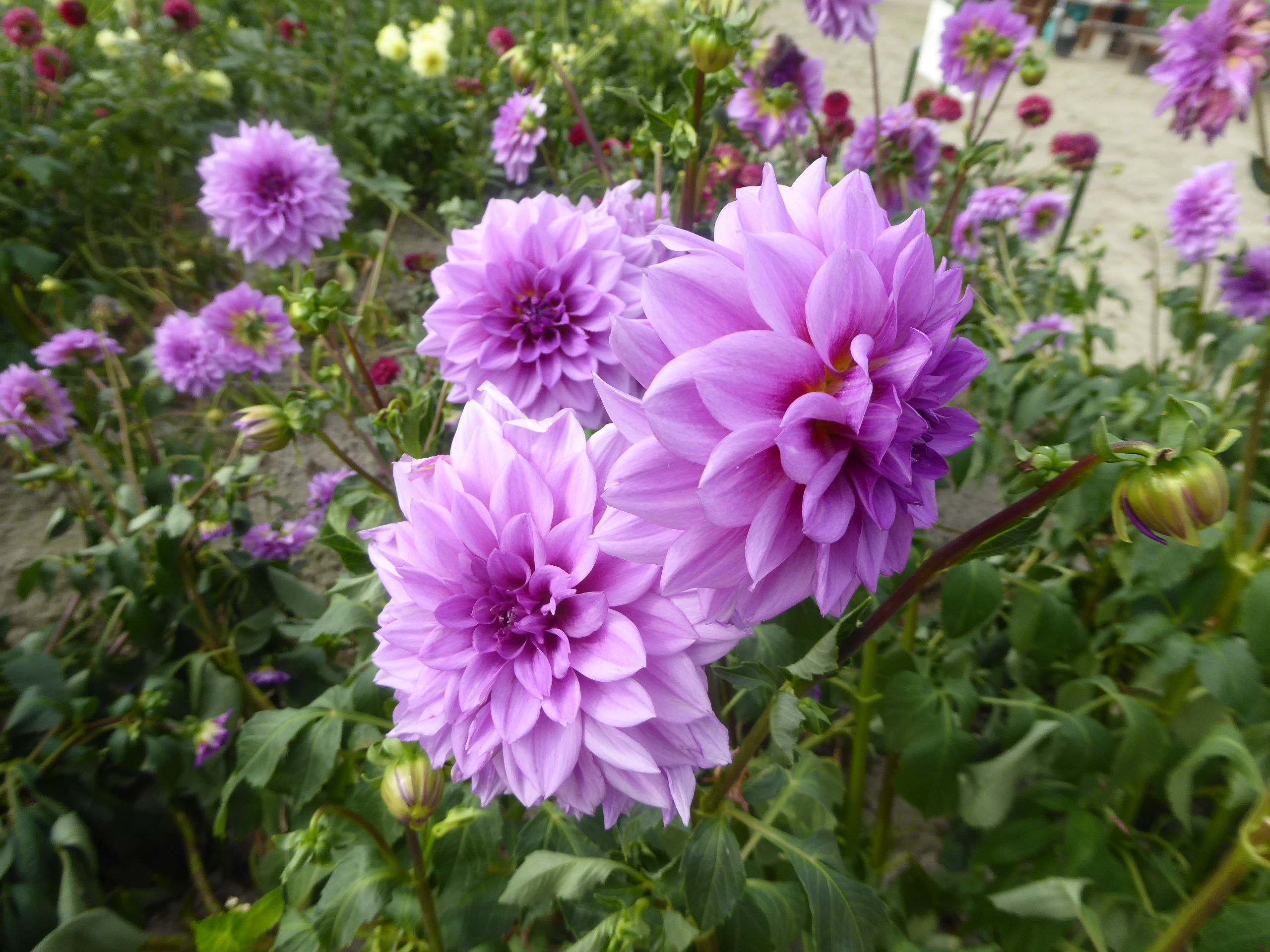 P1090355.JPG