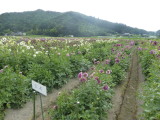 img0000.jpg
