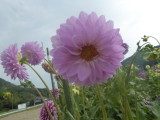 img0003.jpg