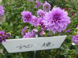 img0006.jpg