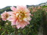 img0010.jpg
