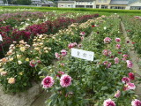img0011.jpg