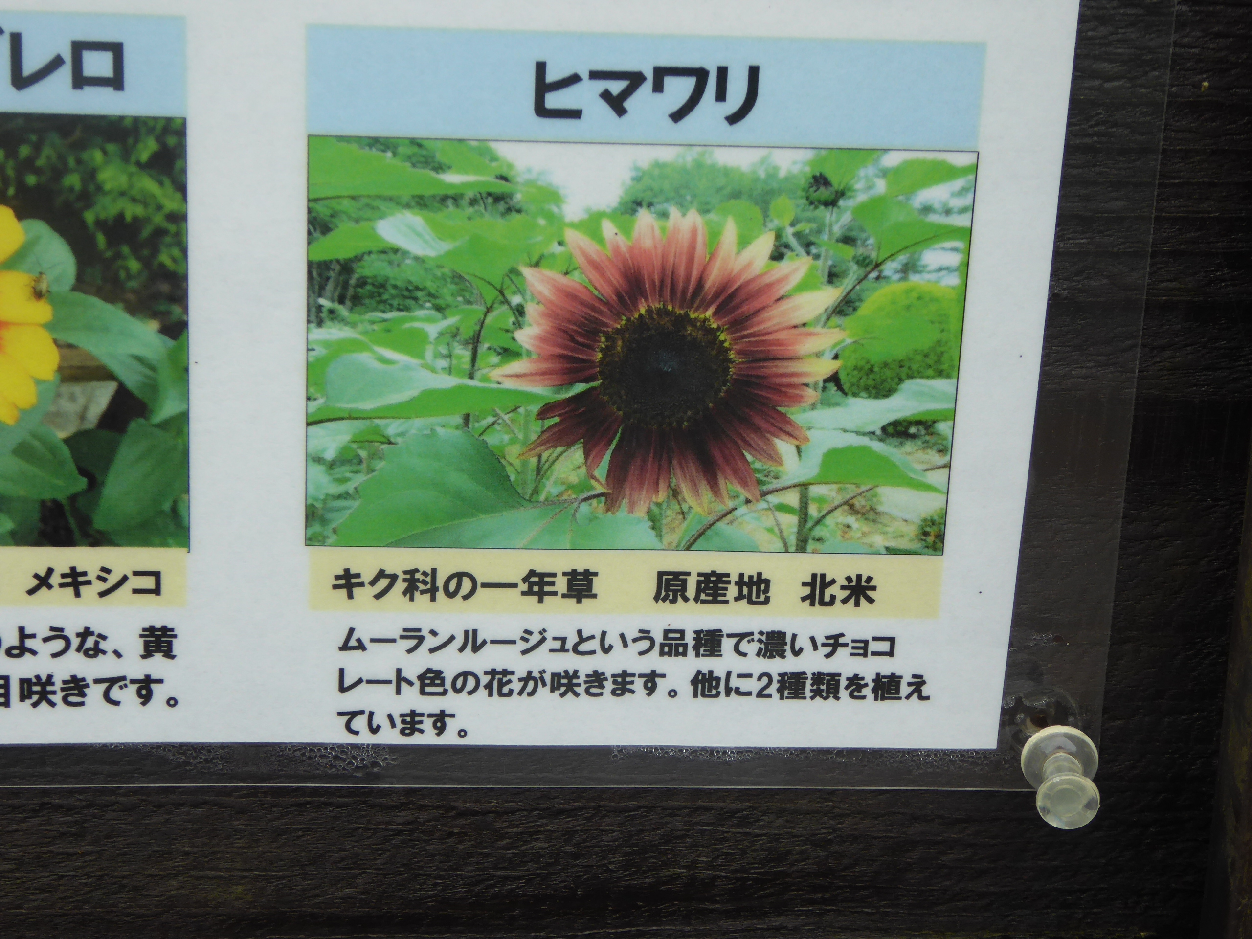 P1090371.JPG