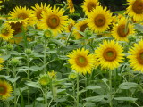 img0013.jpg