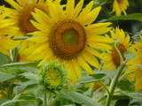 img0014.jpg