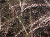 img0130.jpg
