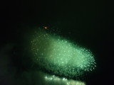 img0336.jpg