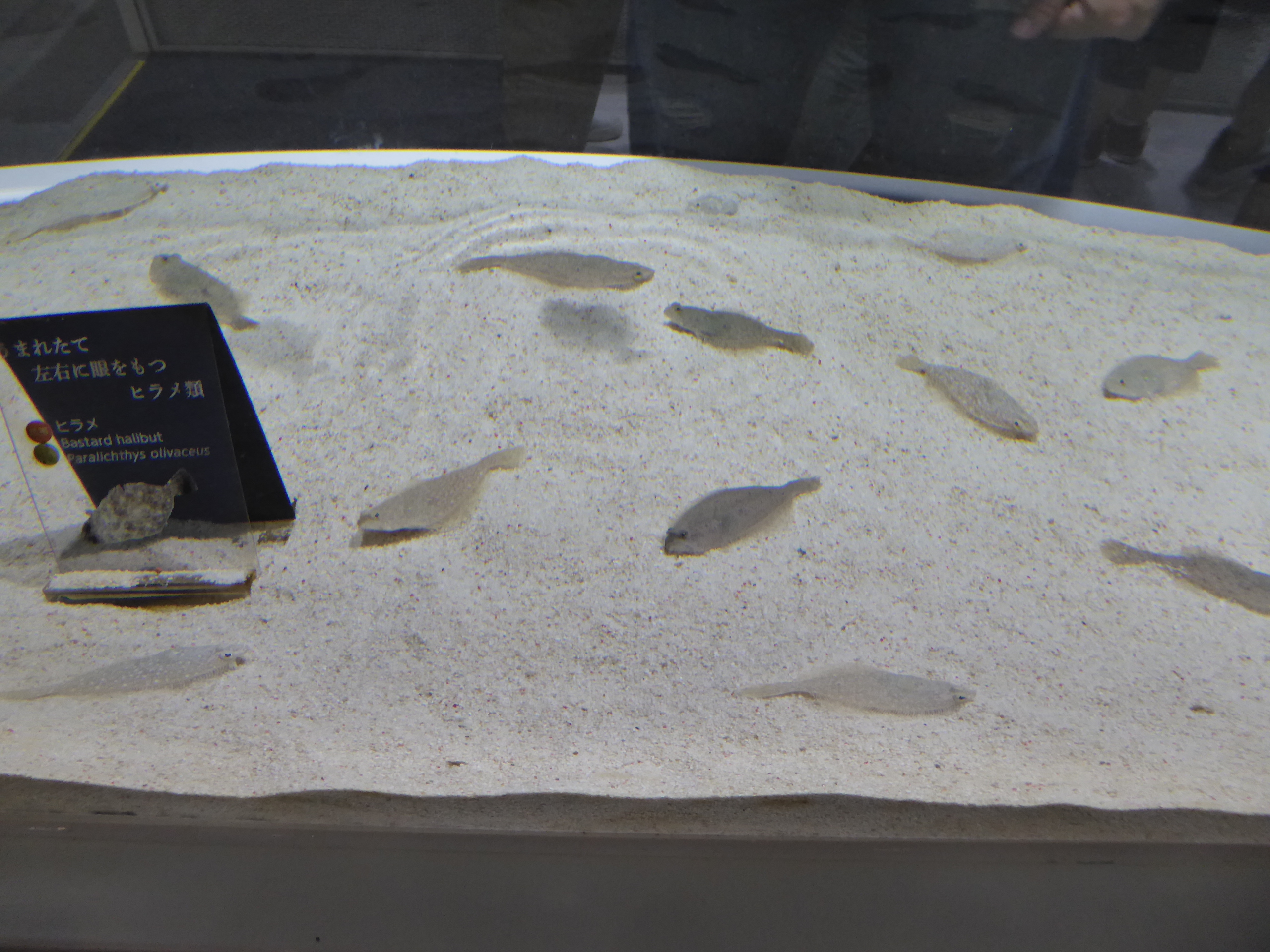 P1090950.JPG