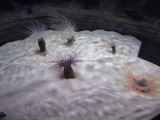 img0014.jpg