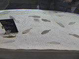 img0024.jpg