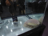 img0038.jpg