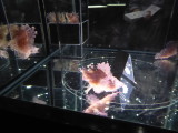 img0040.jpg