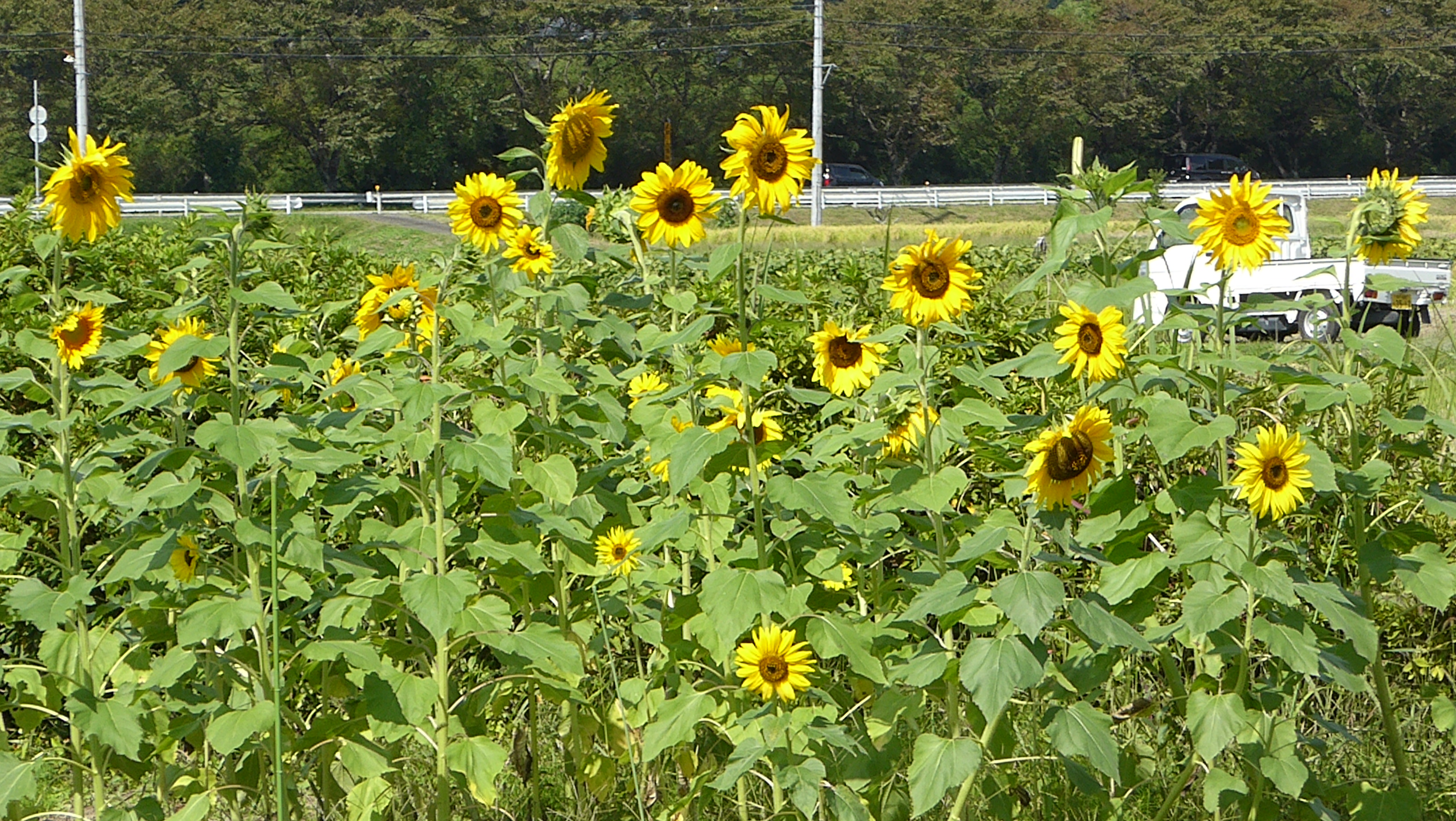 P1100021.JPG