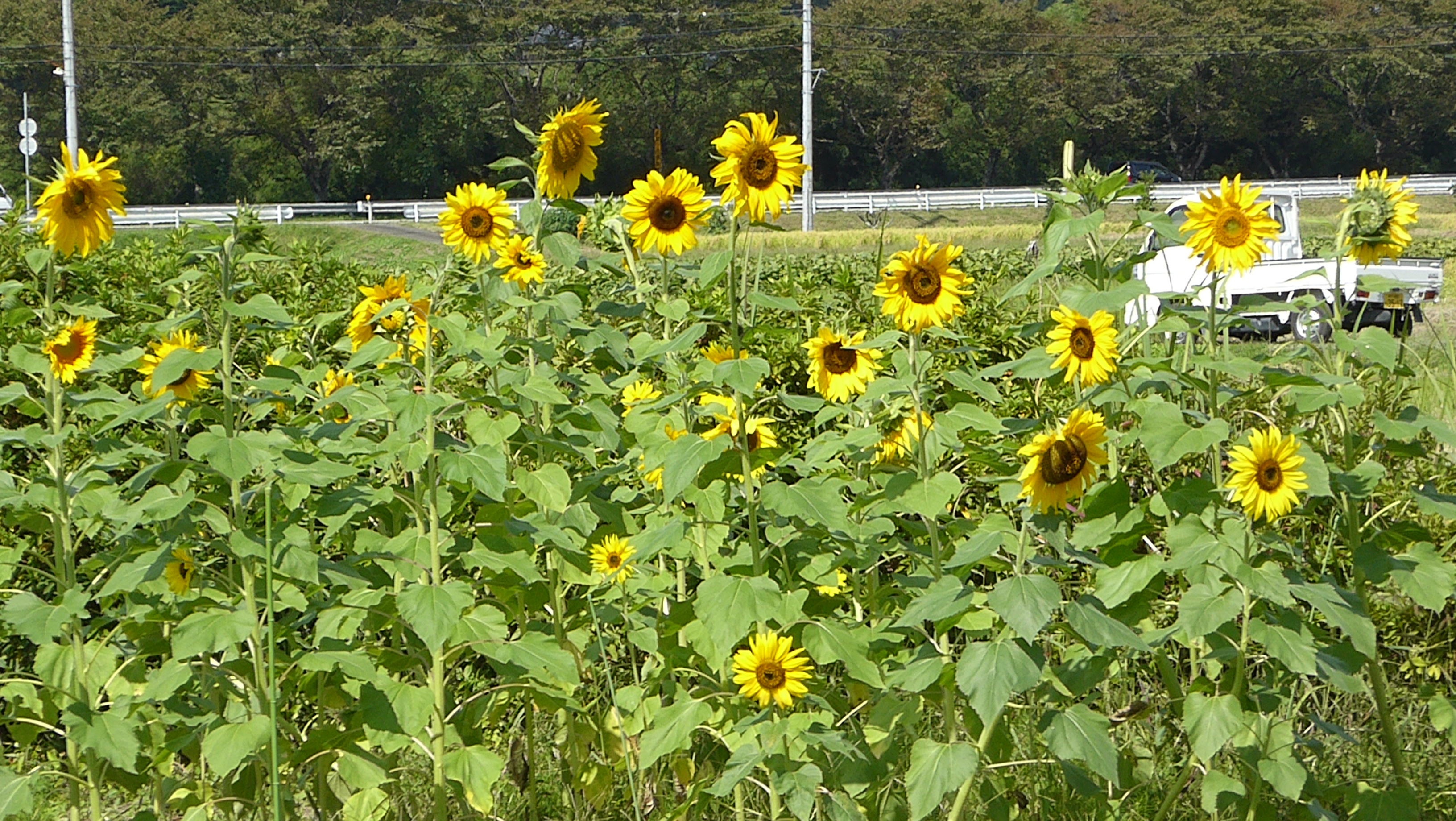 P1100022.JPG