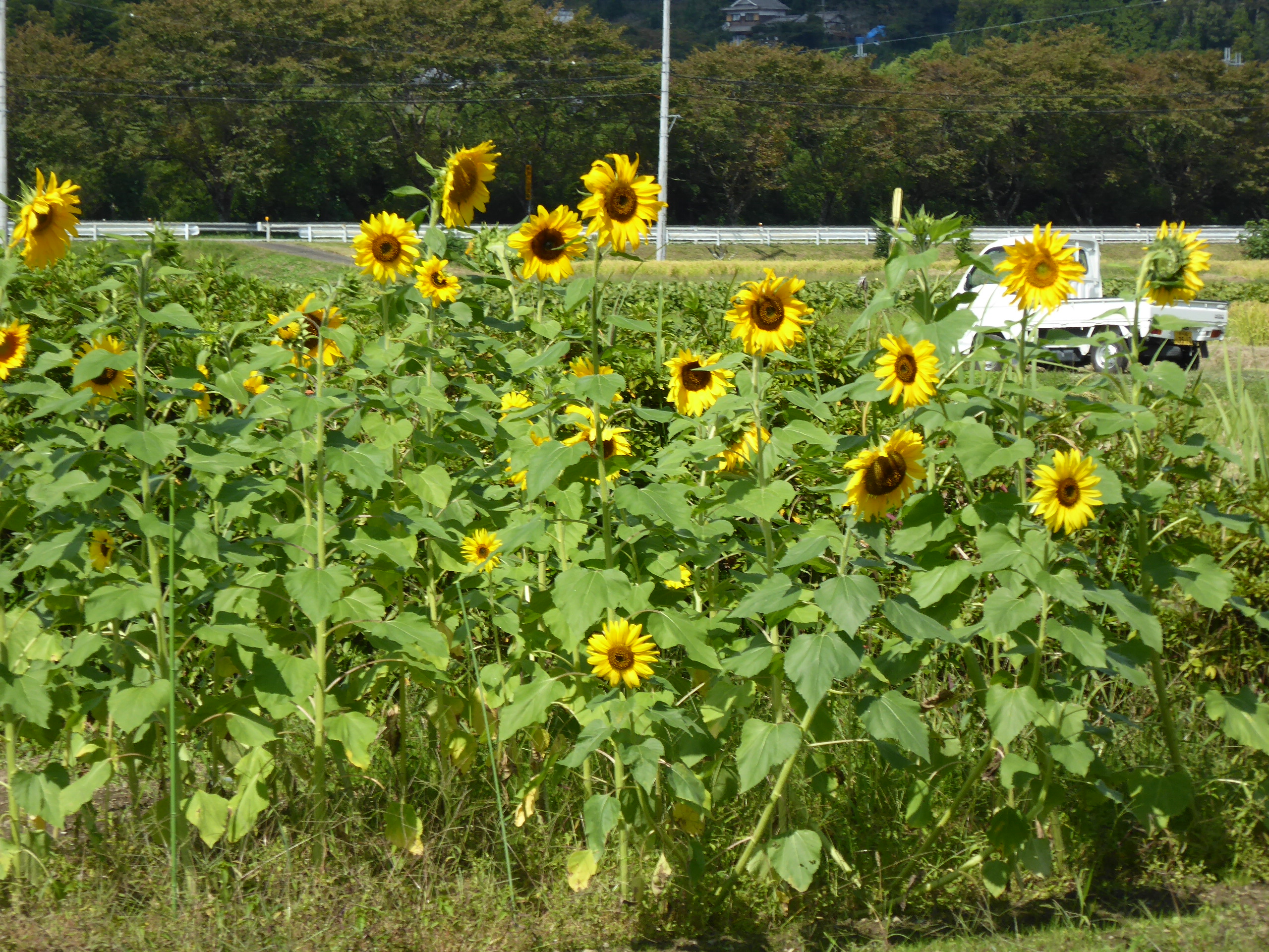 P1100023.JPG