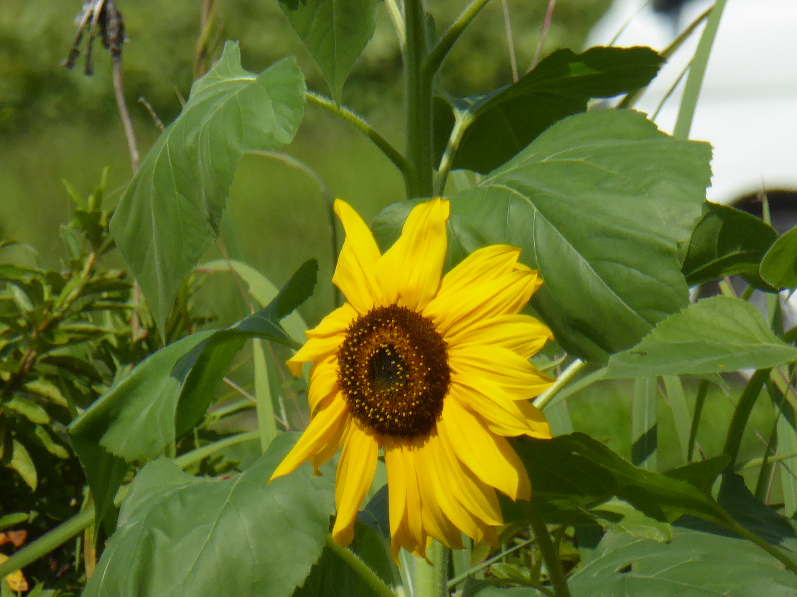 P1100027.JPG