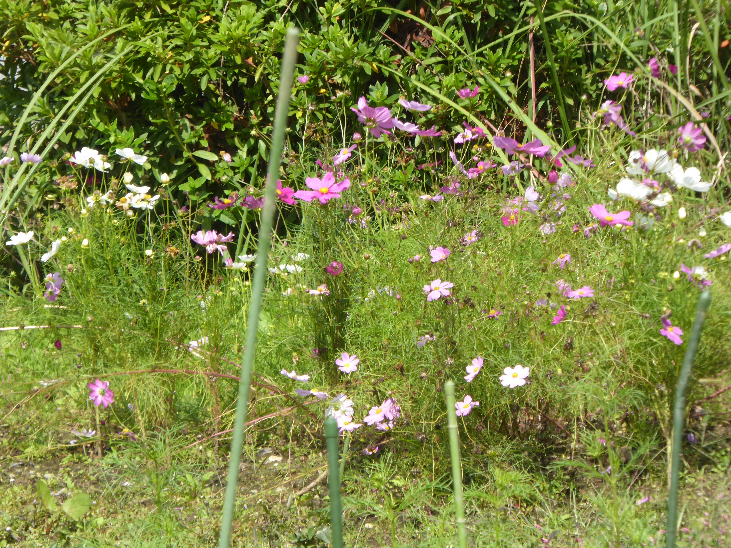 P1100028.JPG