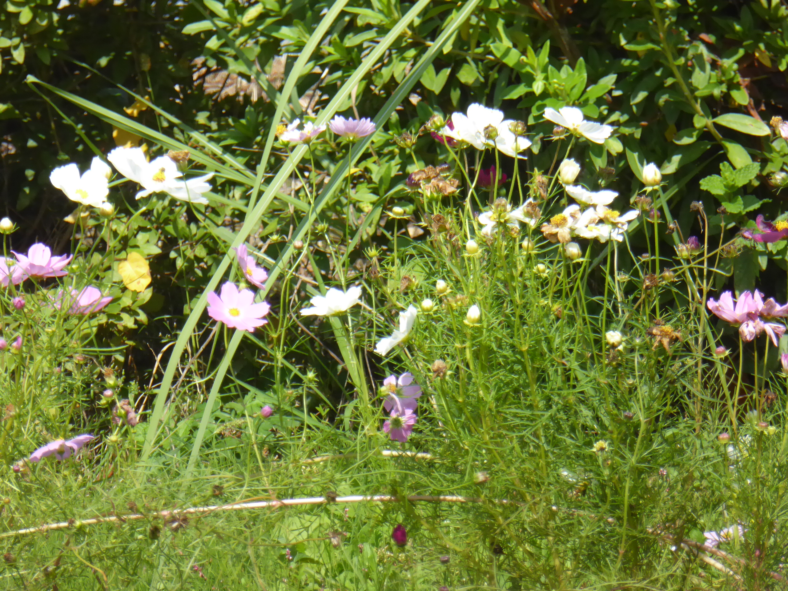P1100029.JPG