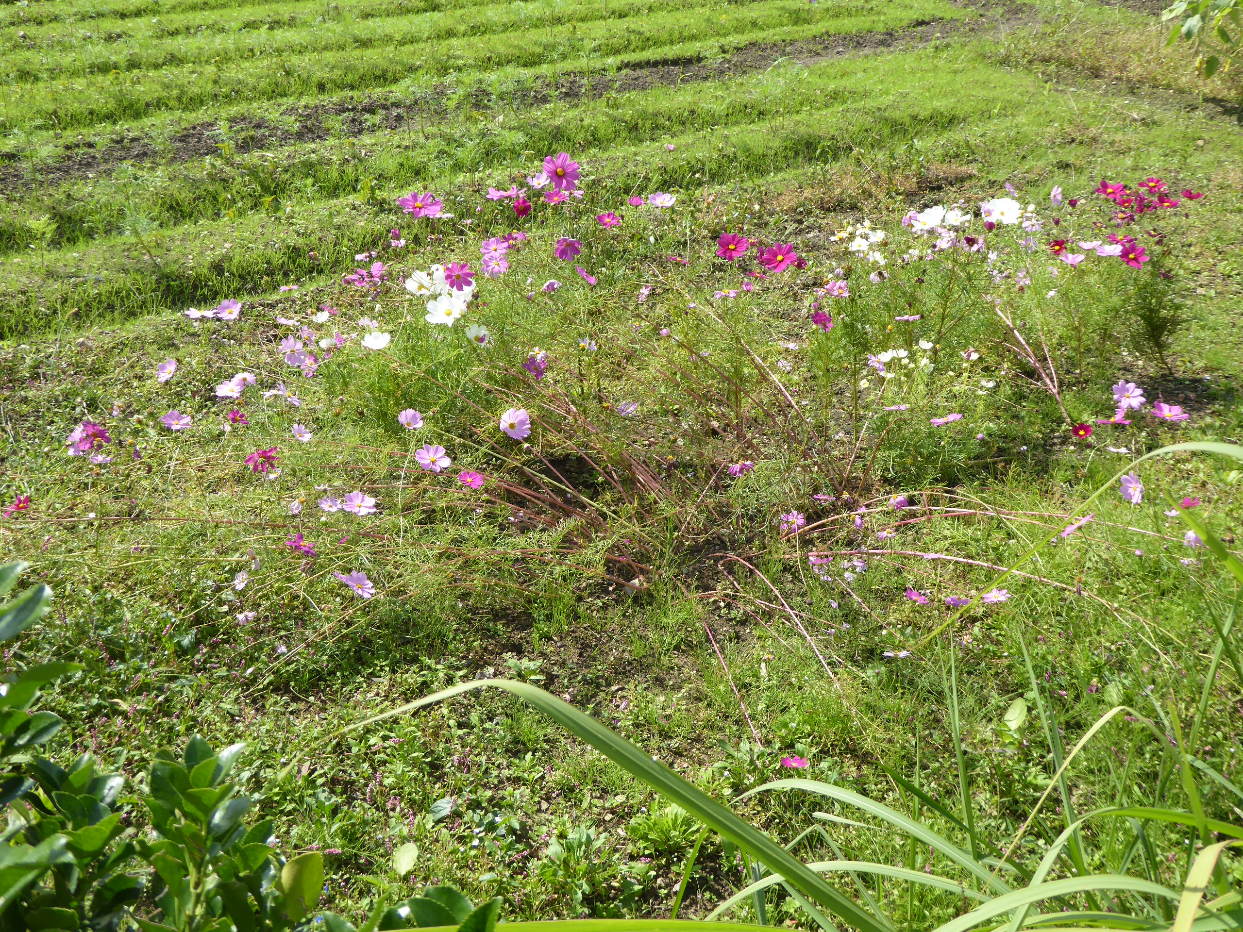 P1100030.JPG