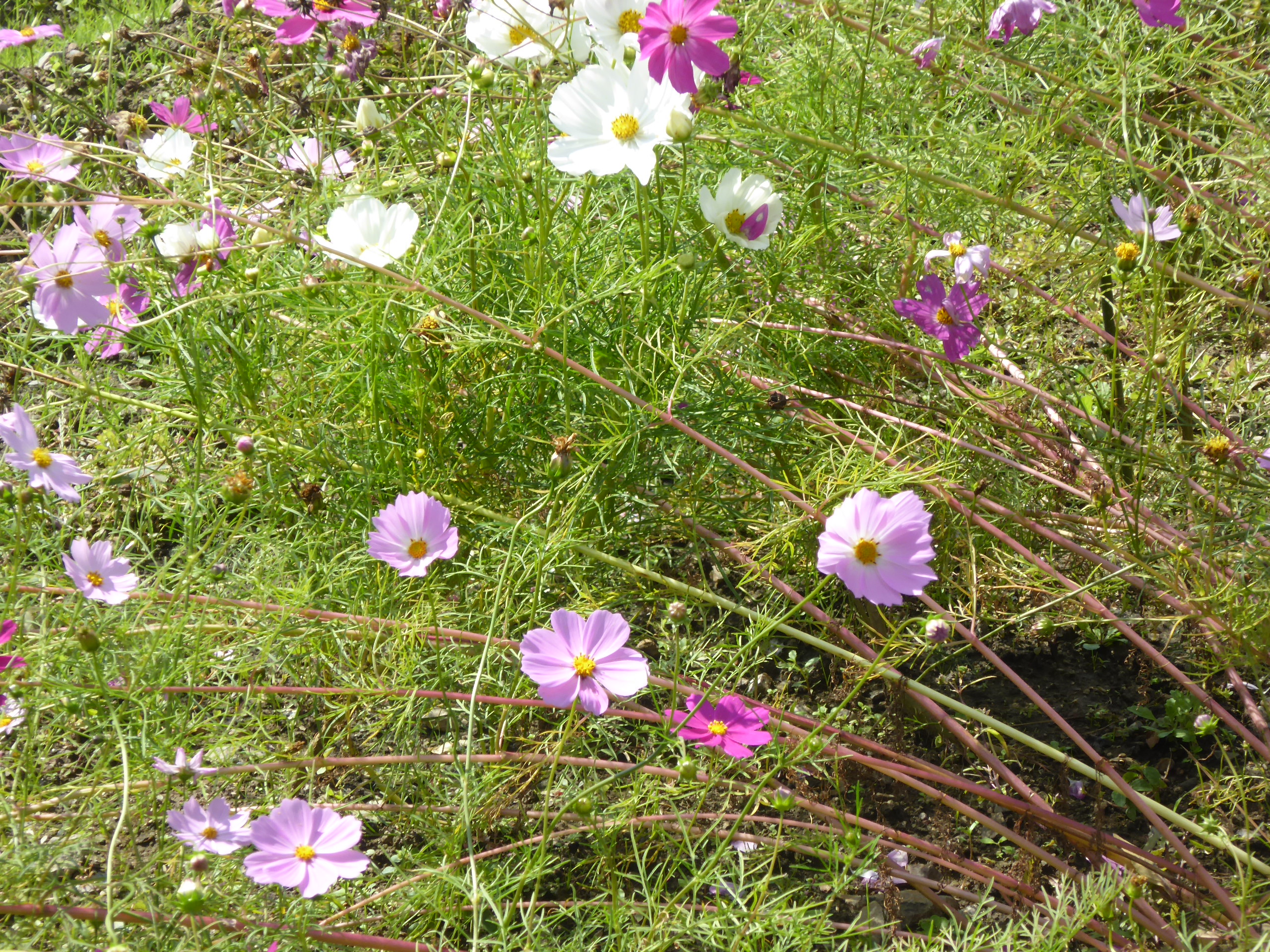 P1100031.JPG