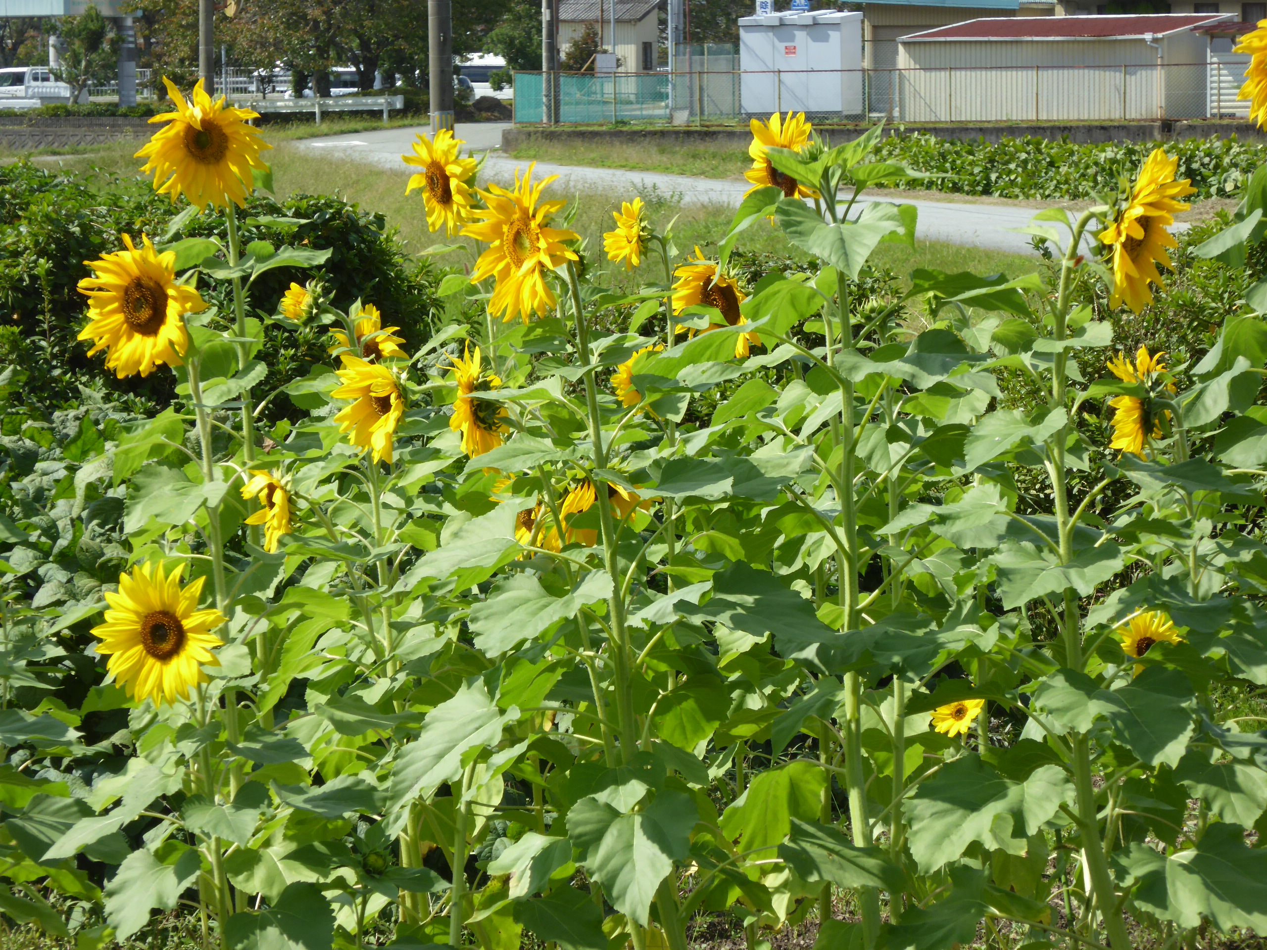 P1100032.JPG