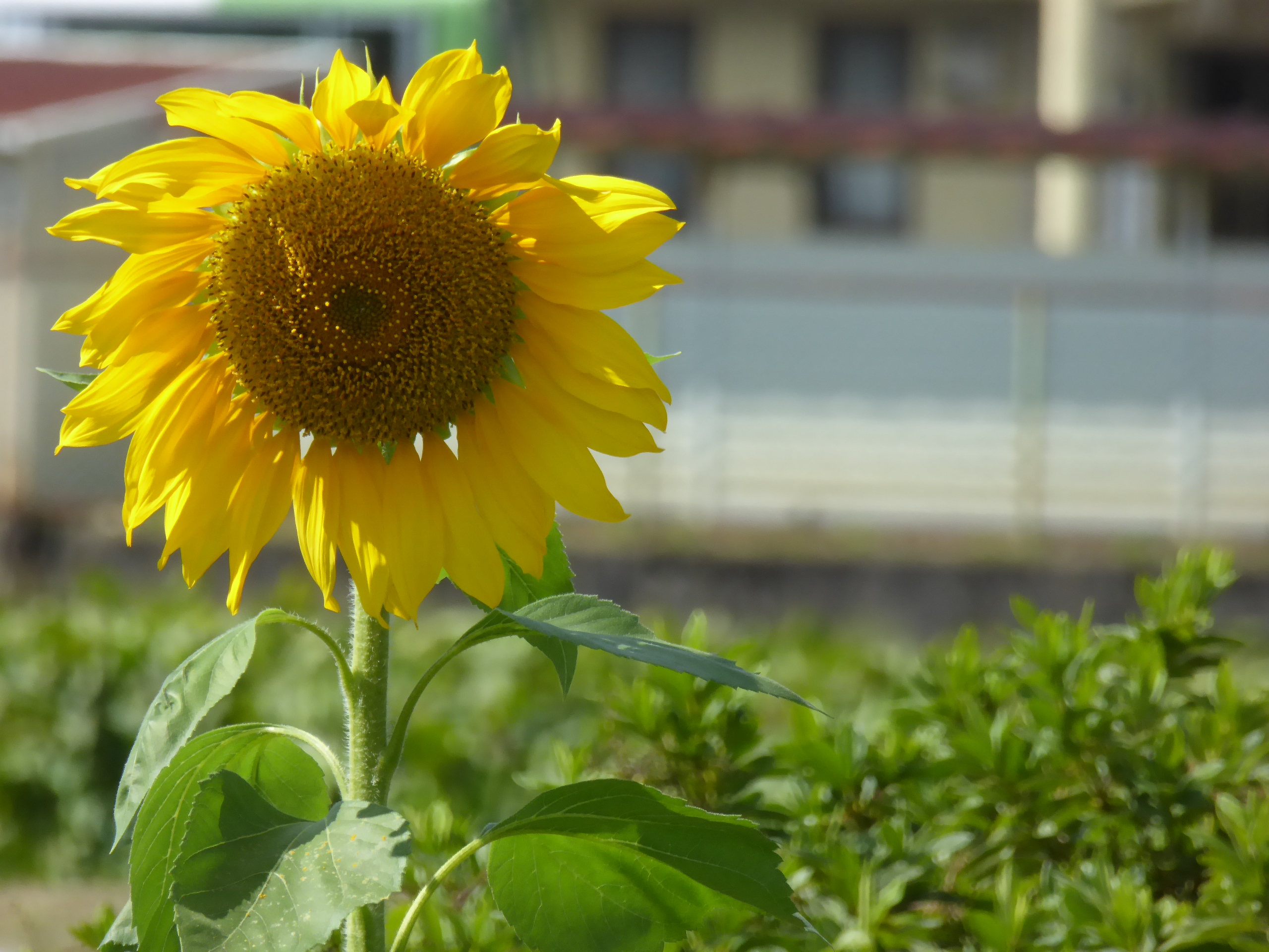 P1100034.JPG