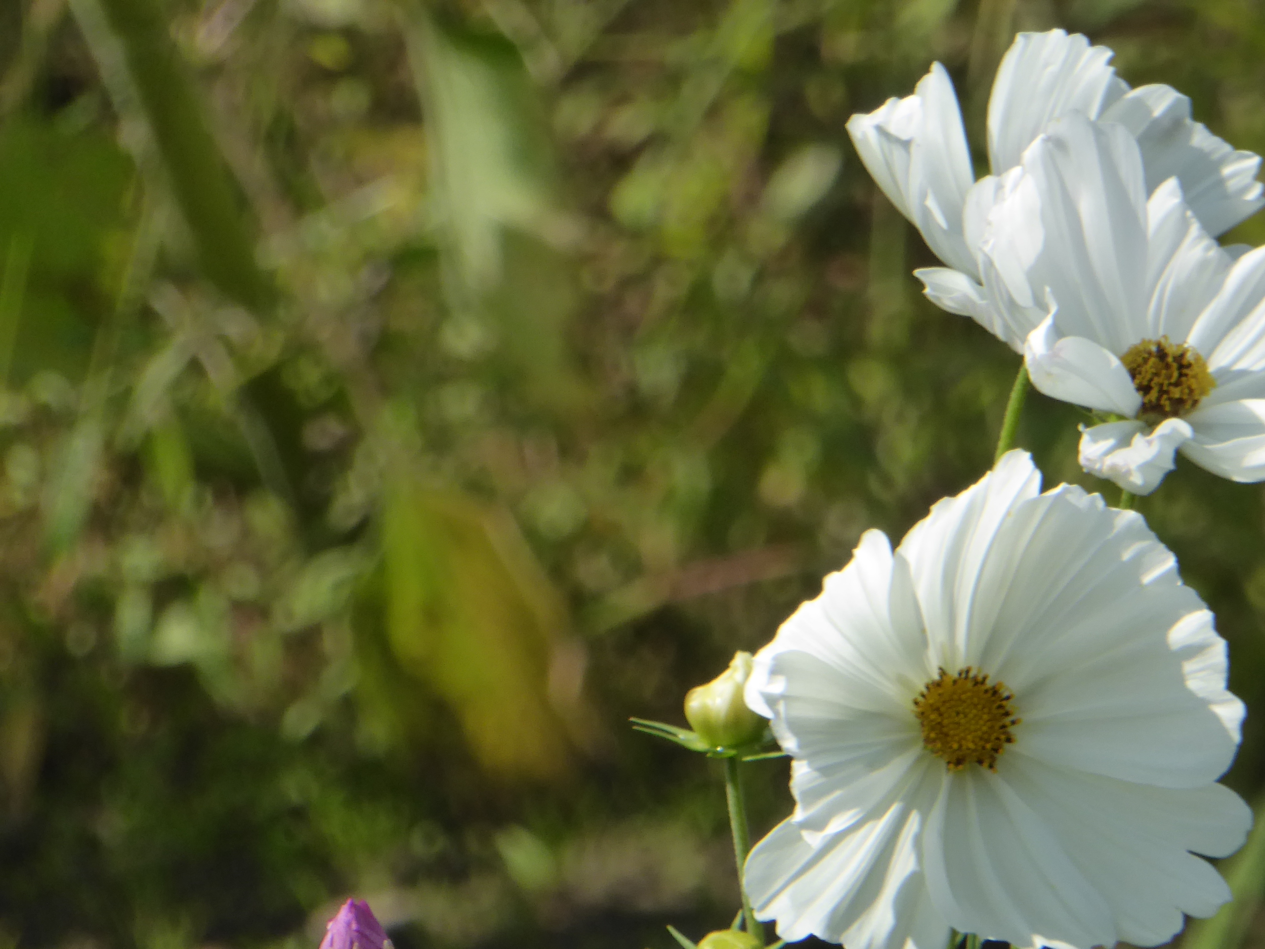 P1100039.JPG