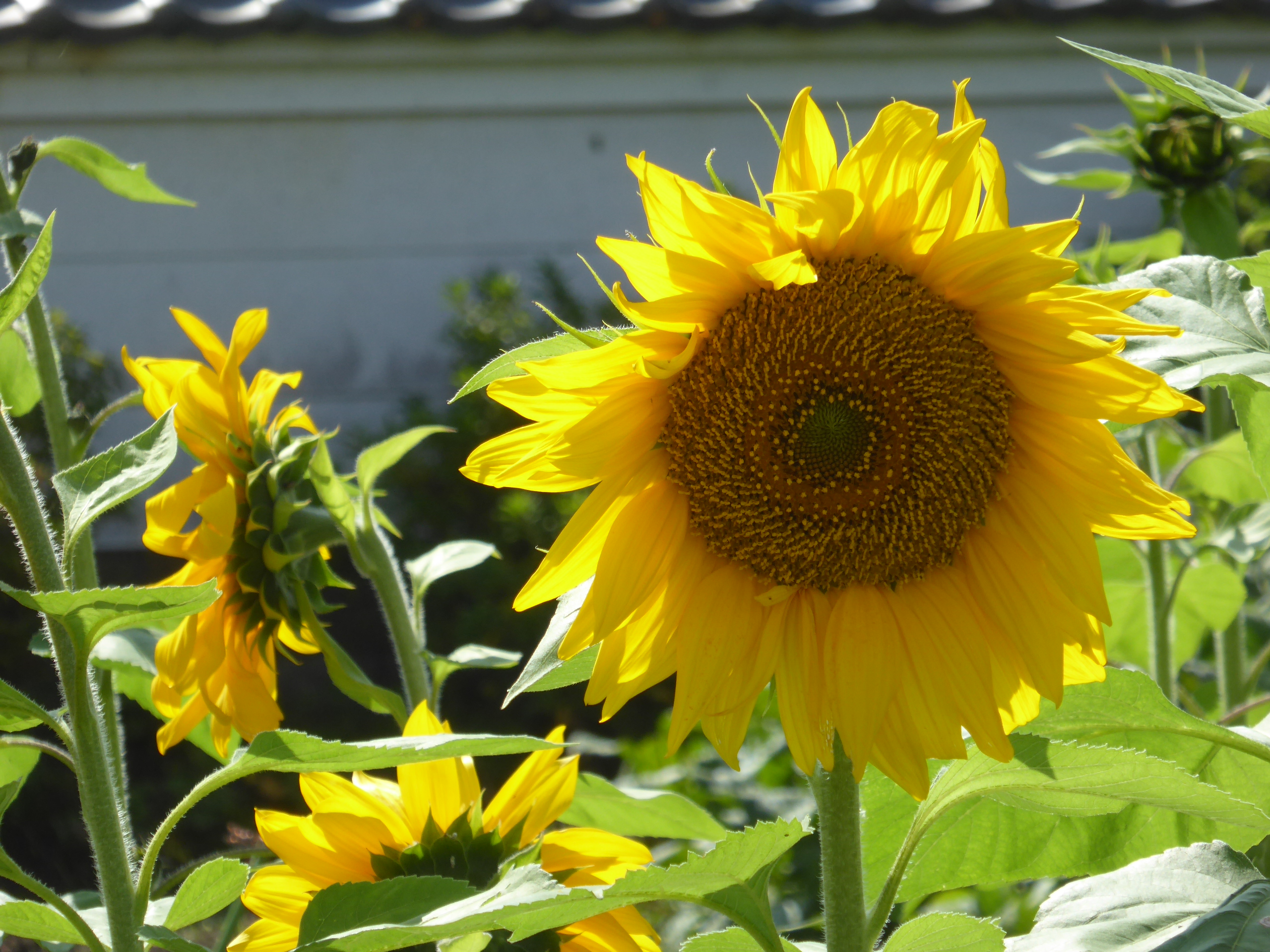 P1100043.JPG