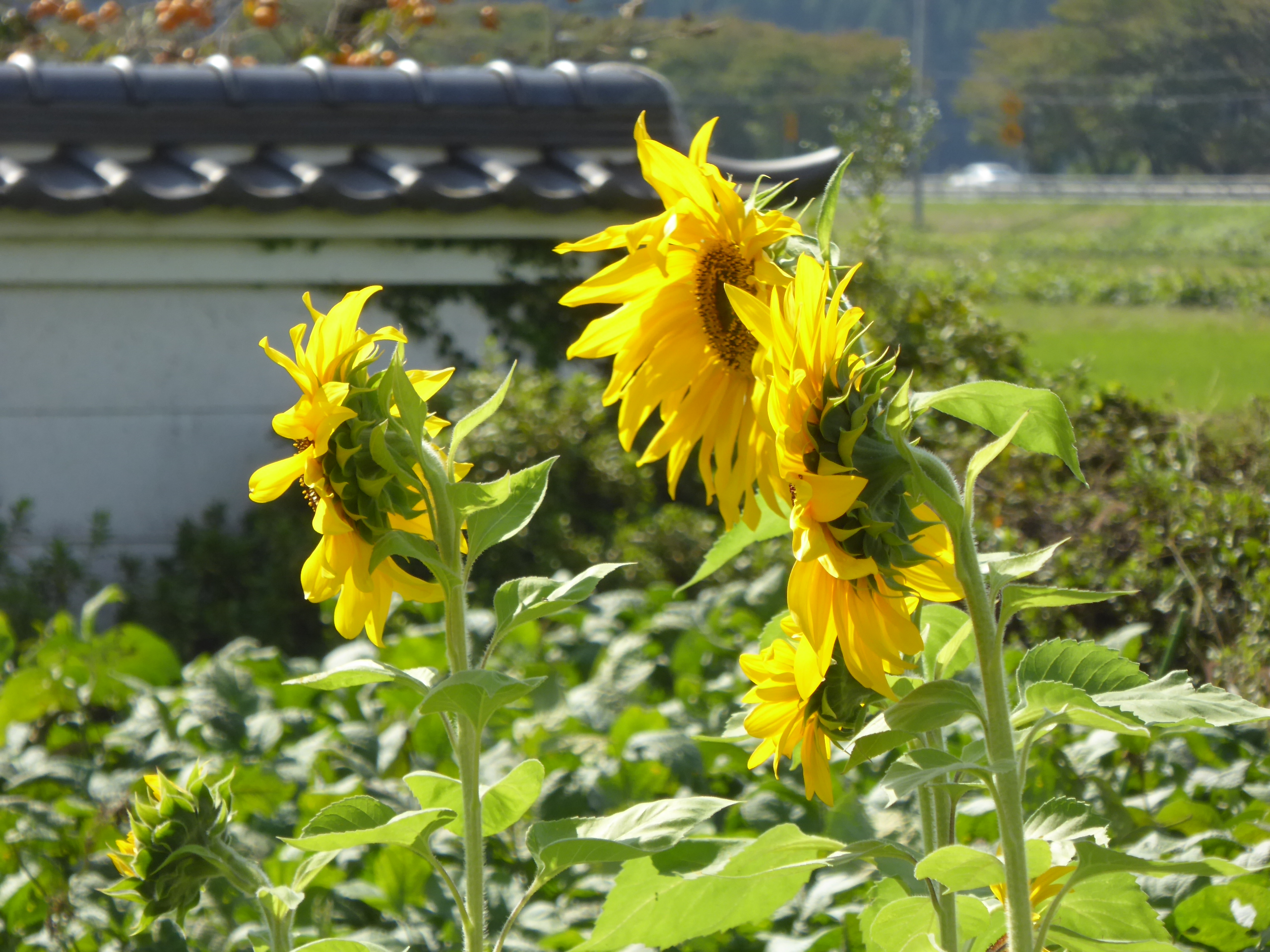 P1100044.JPG