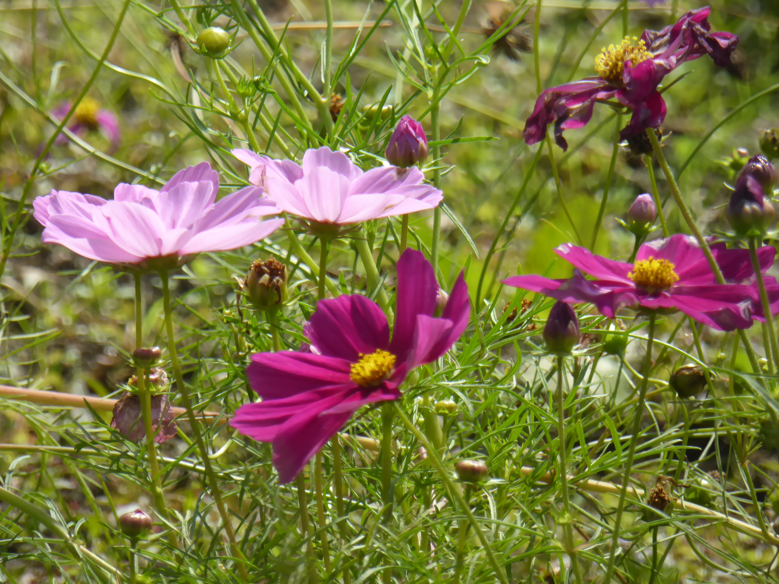 P1100045.JPG