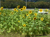 img0003.jpg