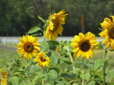 img0004.jpg