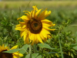 img0005.jpg