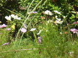 img0008.jpg