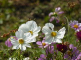 img0014.jpg